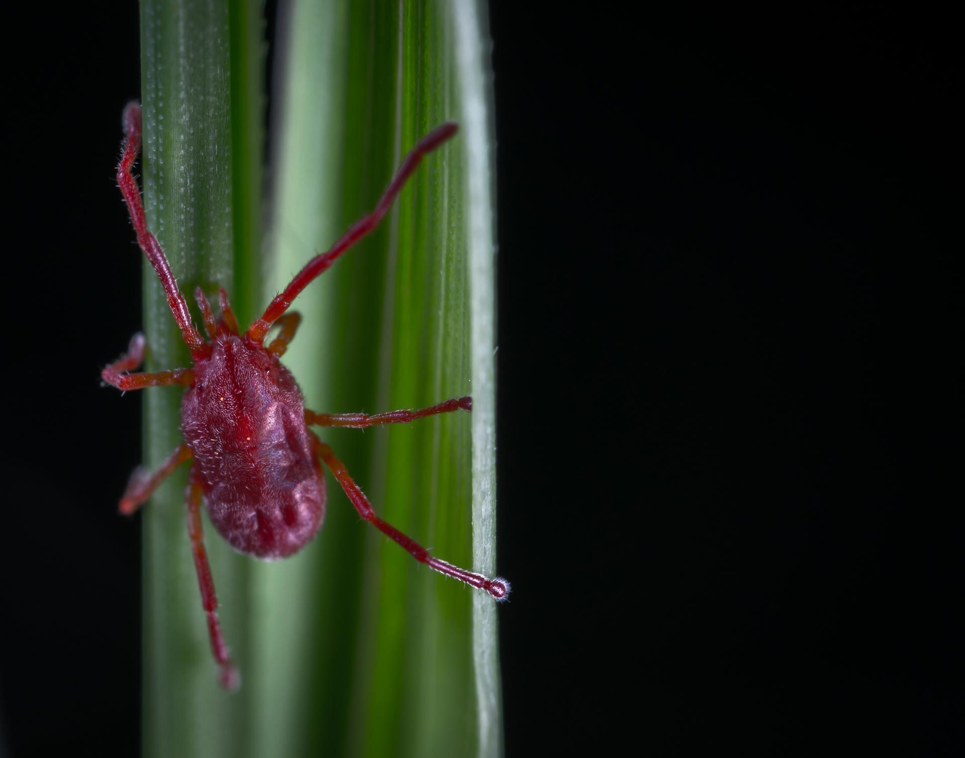 A red mite is sitting on a green leaf.