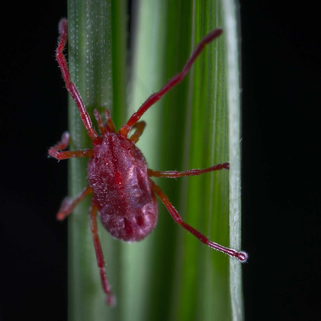 A red bug is sitting on a green leaf.