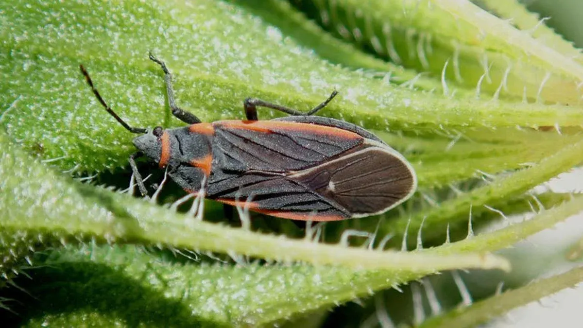 A close up of an Elm Seed Bug on a green leaf.