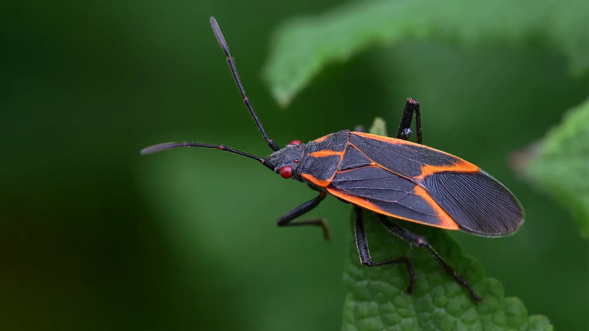 A black and orange bug is sitting on a green leaf.