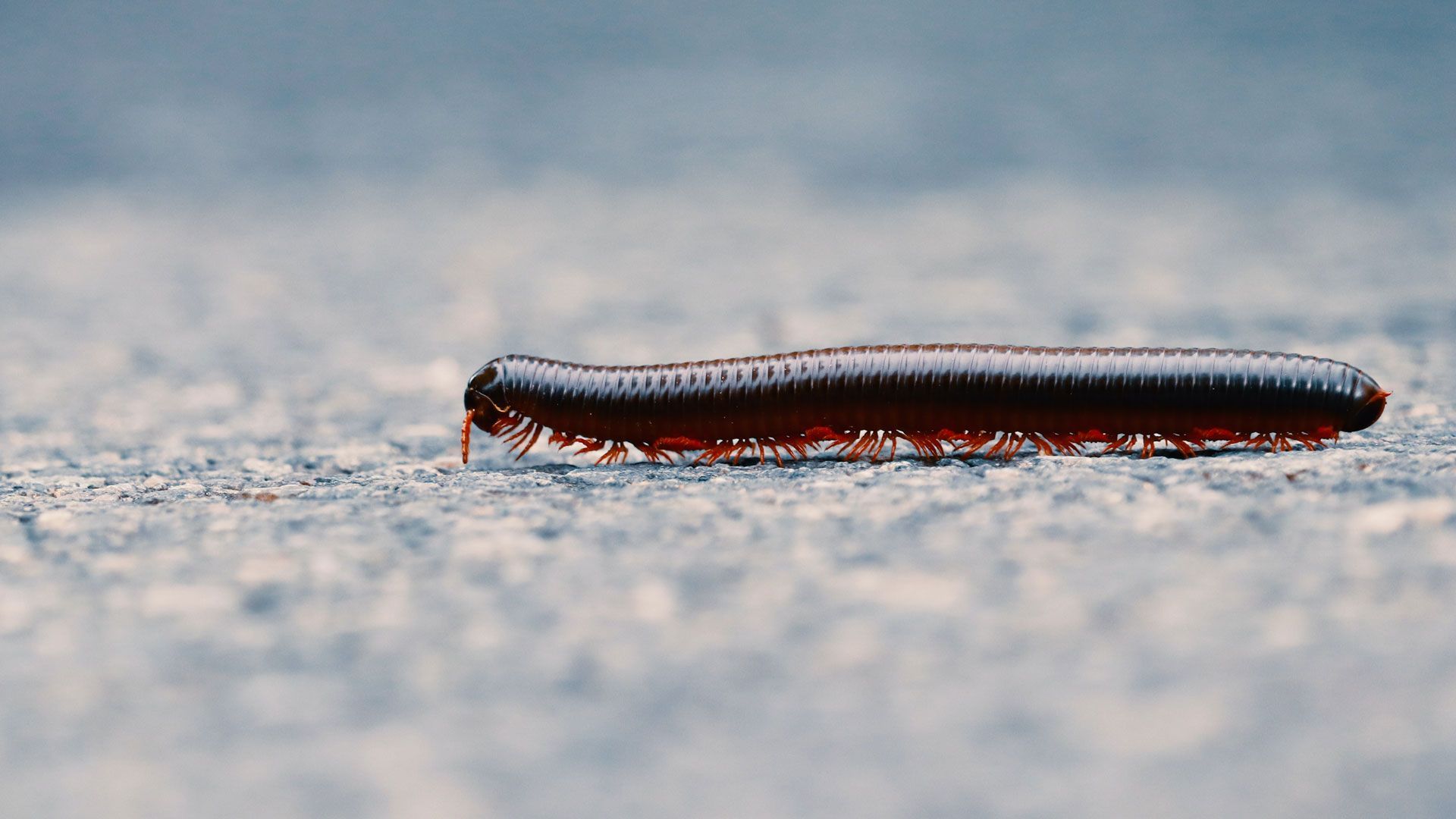 A close up of a millipede crawling on the ground.