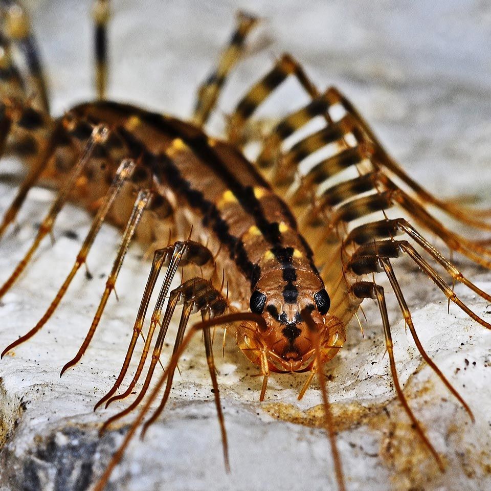 A close up of a centipede on a rock