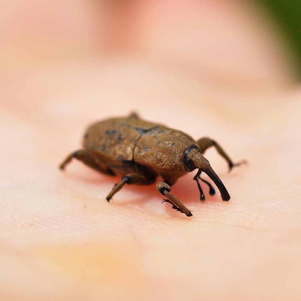 A small brown bug is sitting on a person 's finger