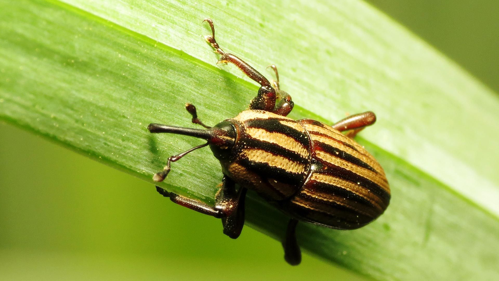 A close up of a striped beetle on a green leaf.