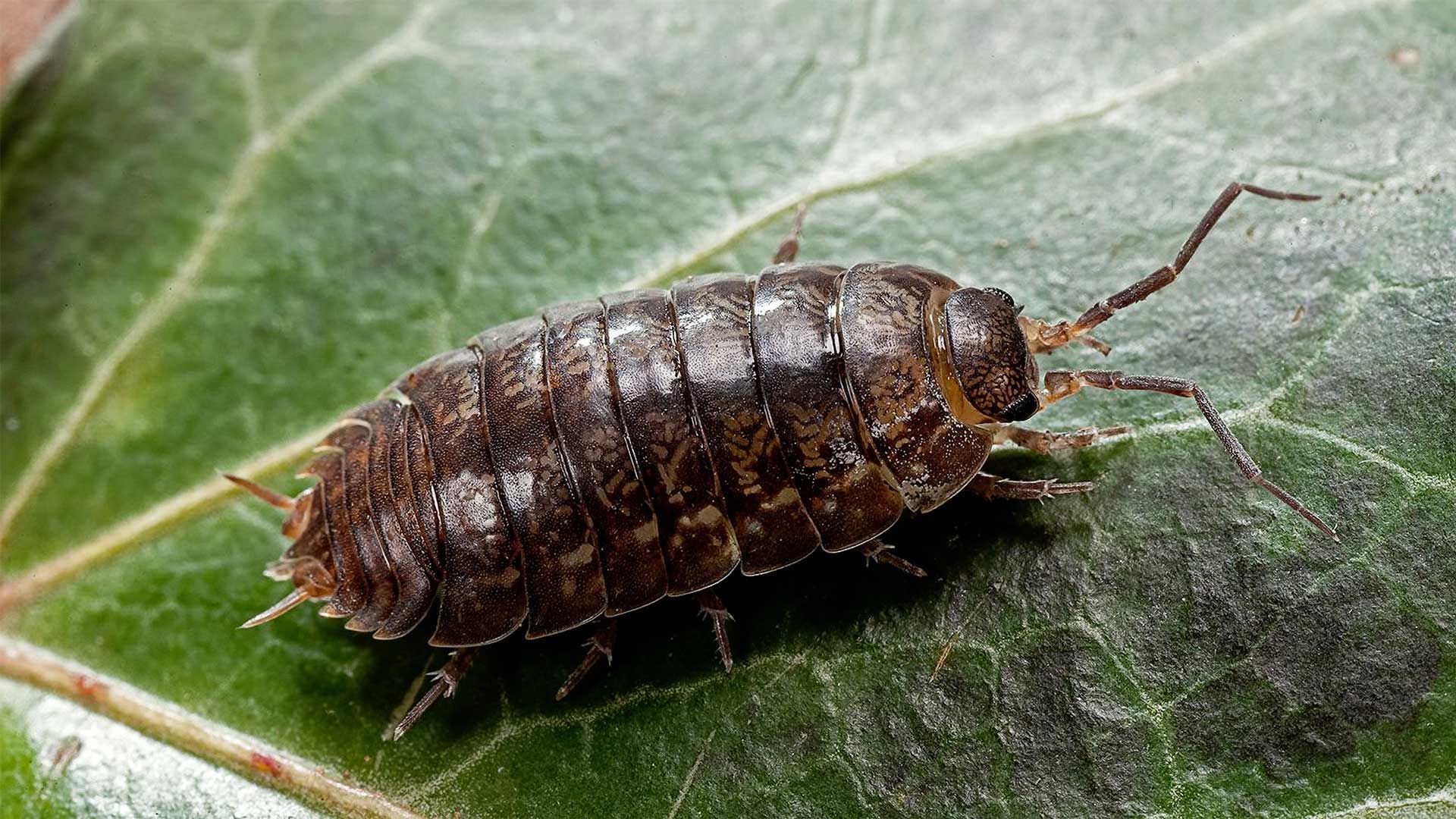 A close up of a pill bug on a green leaf.