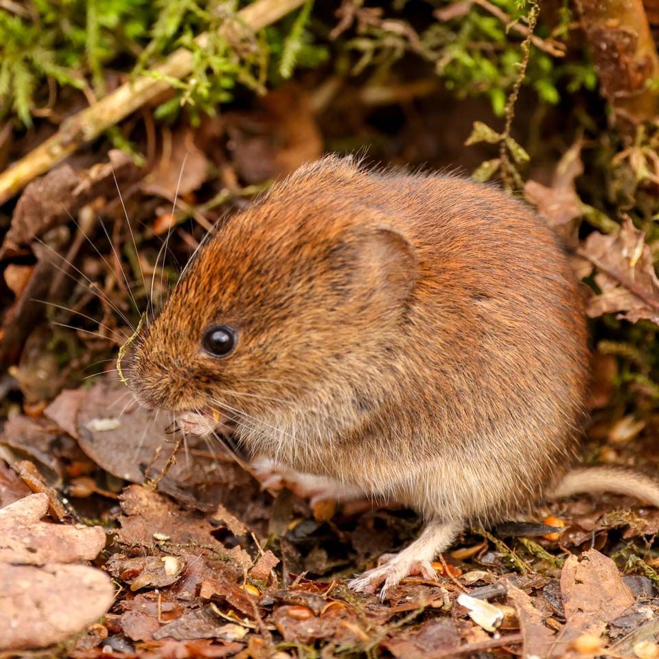 A small brown mouse is standing on a pile of leaves.