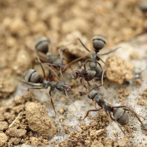 A group of ants are standing on top of a pile of dirt.