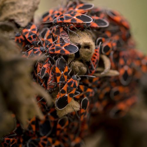 A close up of a bunch of red and black bugs