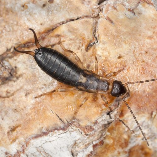 A small black bug is sitting on top of a rock.