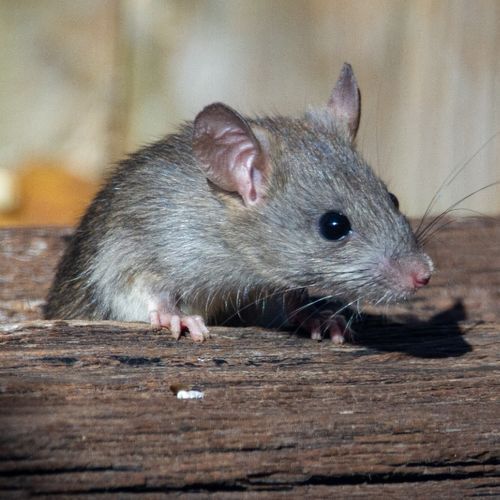 A mouse is sitting on a wooden surface and looking at the camera.