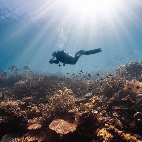 Scuba diver swimming above a sunlit coral reef in clear blue water