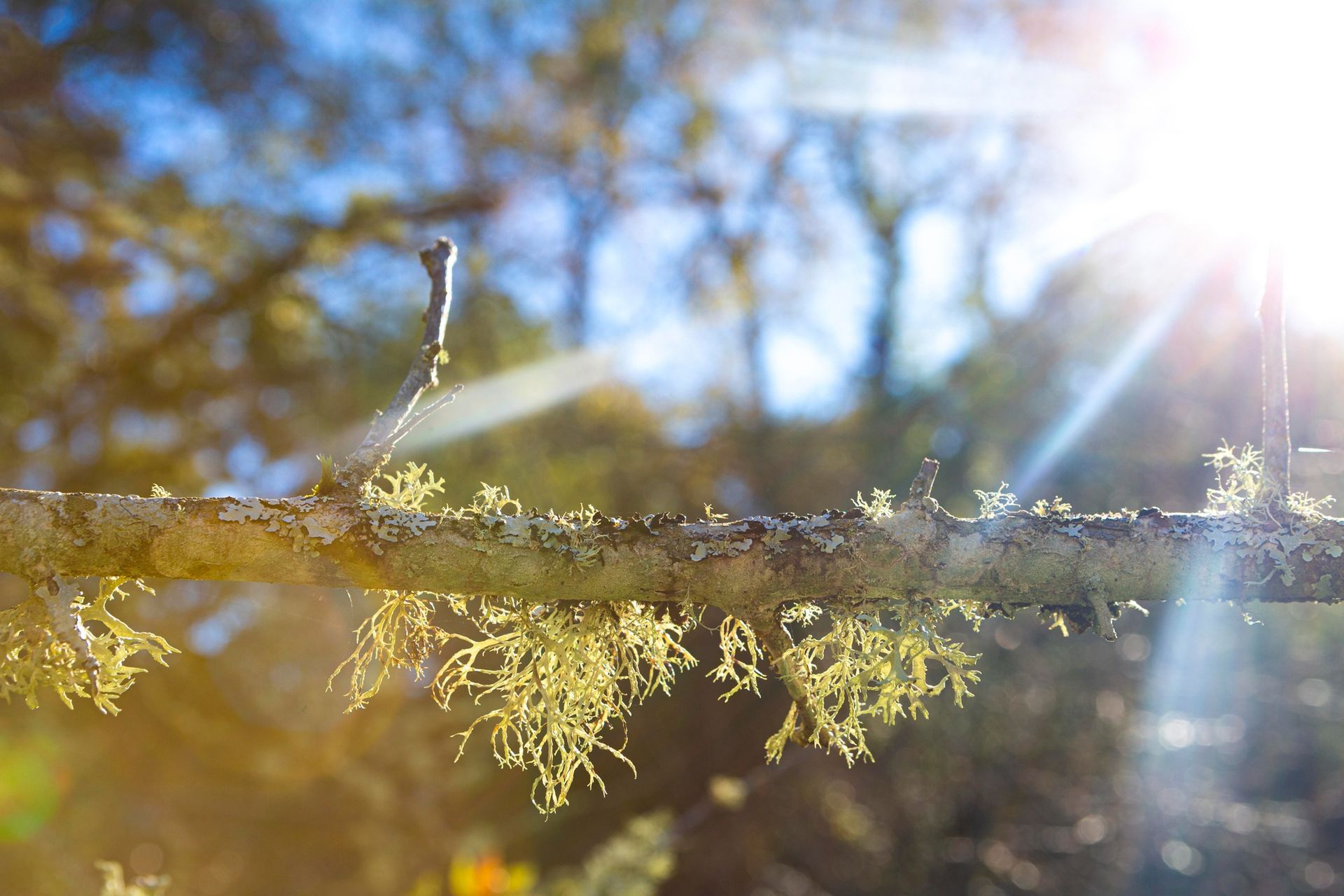 A mossy tree branch captured in bright, backlit sunlight, with a soft-focus forest in the background.