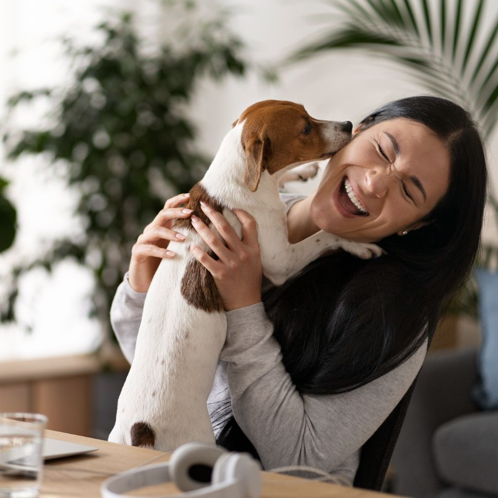 A smiling person sitting at a desk indoors, happily being licked on the cheek by a small brown and white dog.