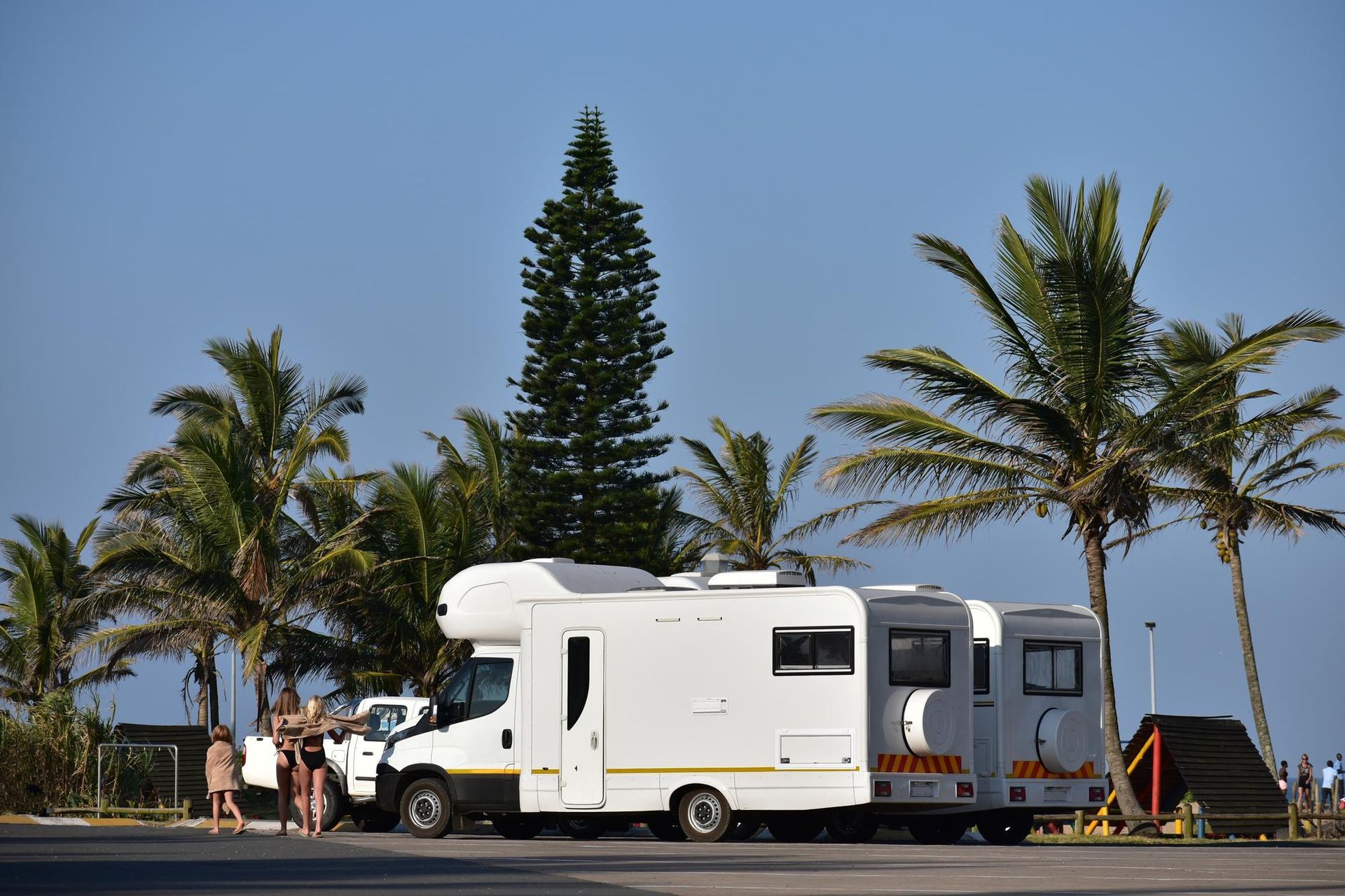Two white motorhomes parked in a sunny coastal area with palm trees and a tall pine tree in the background.