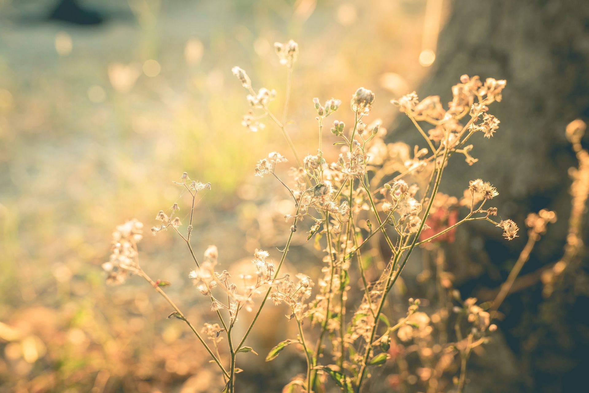 Delicate white wildflowers backlit by golden sunlight in a soft-focus meadow.