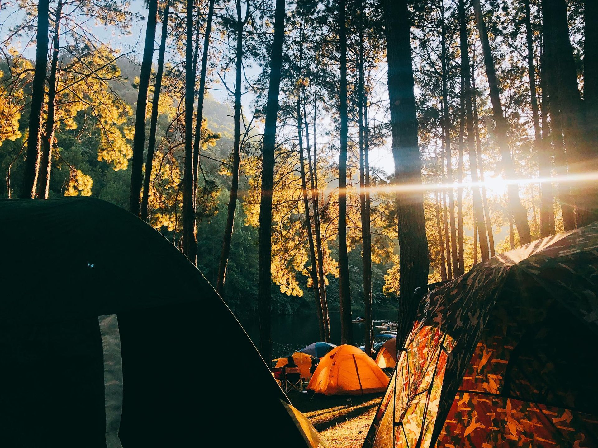 Tents set up among tall trees in a sunlit forest, with golden light filtering through the branches.