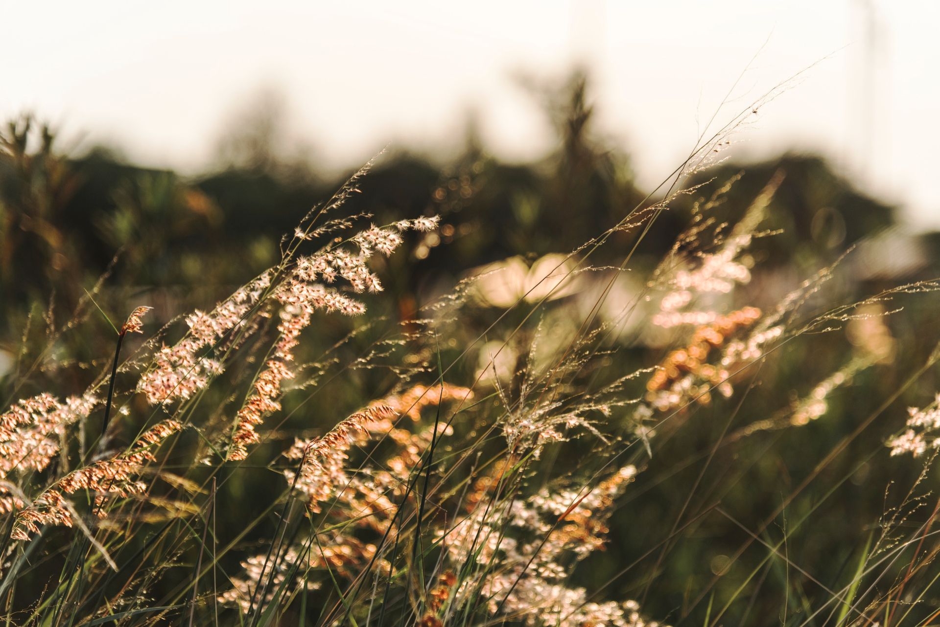 Golden sunlight illuminates the delicate, feathery seed heads of wild grasses in a field.
