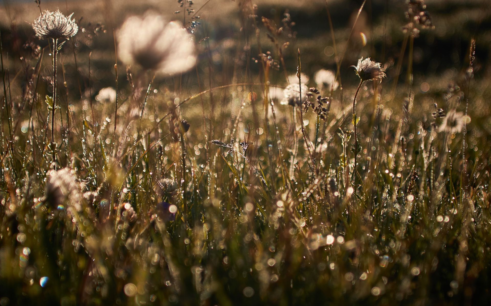 Close-up of a sunlit field of wildflowers and tall grass covered in morning dew, captured in a soft, hazy golden glow.