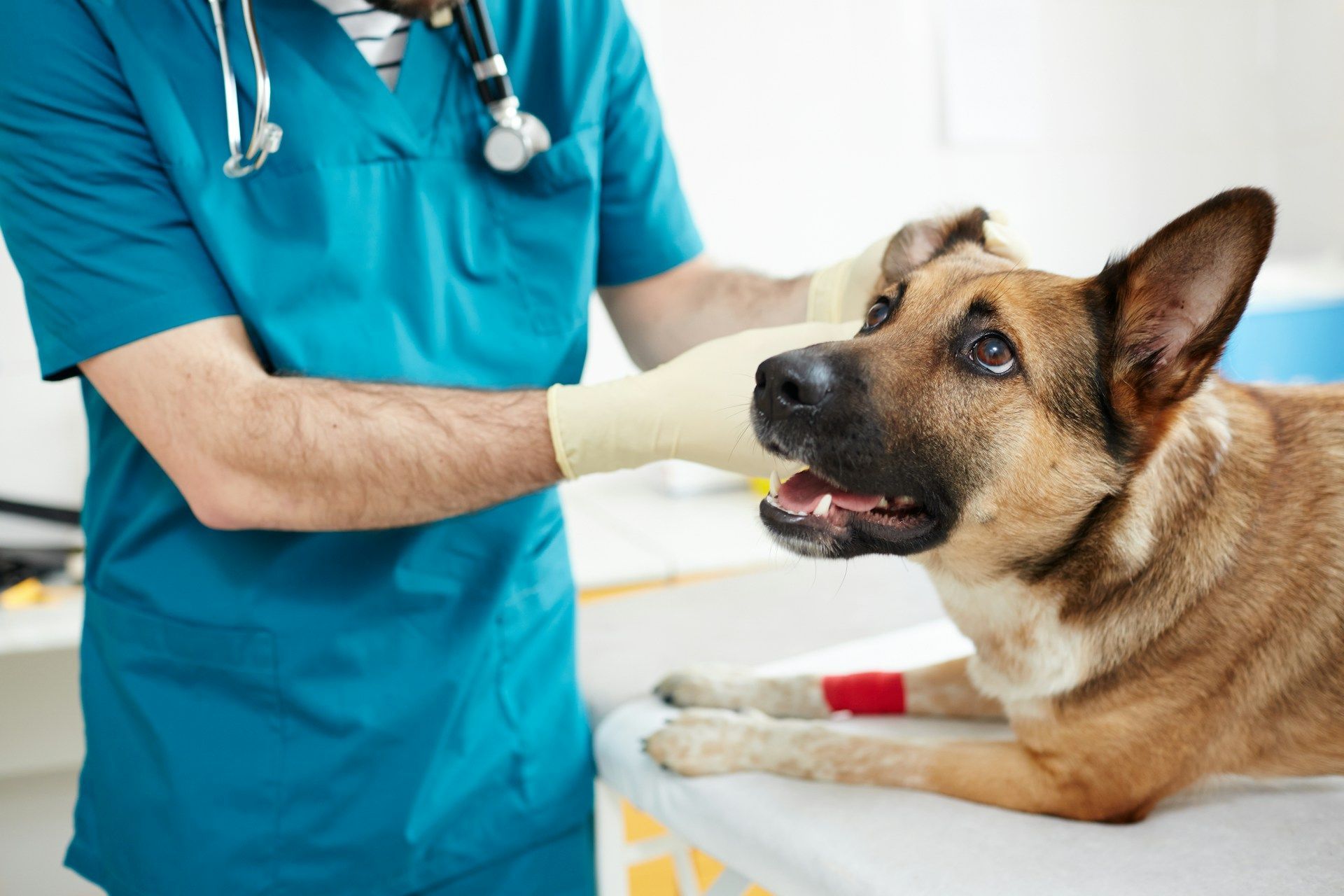 A veterinarian in teal scrubs examines a brown dog on an exam table.