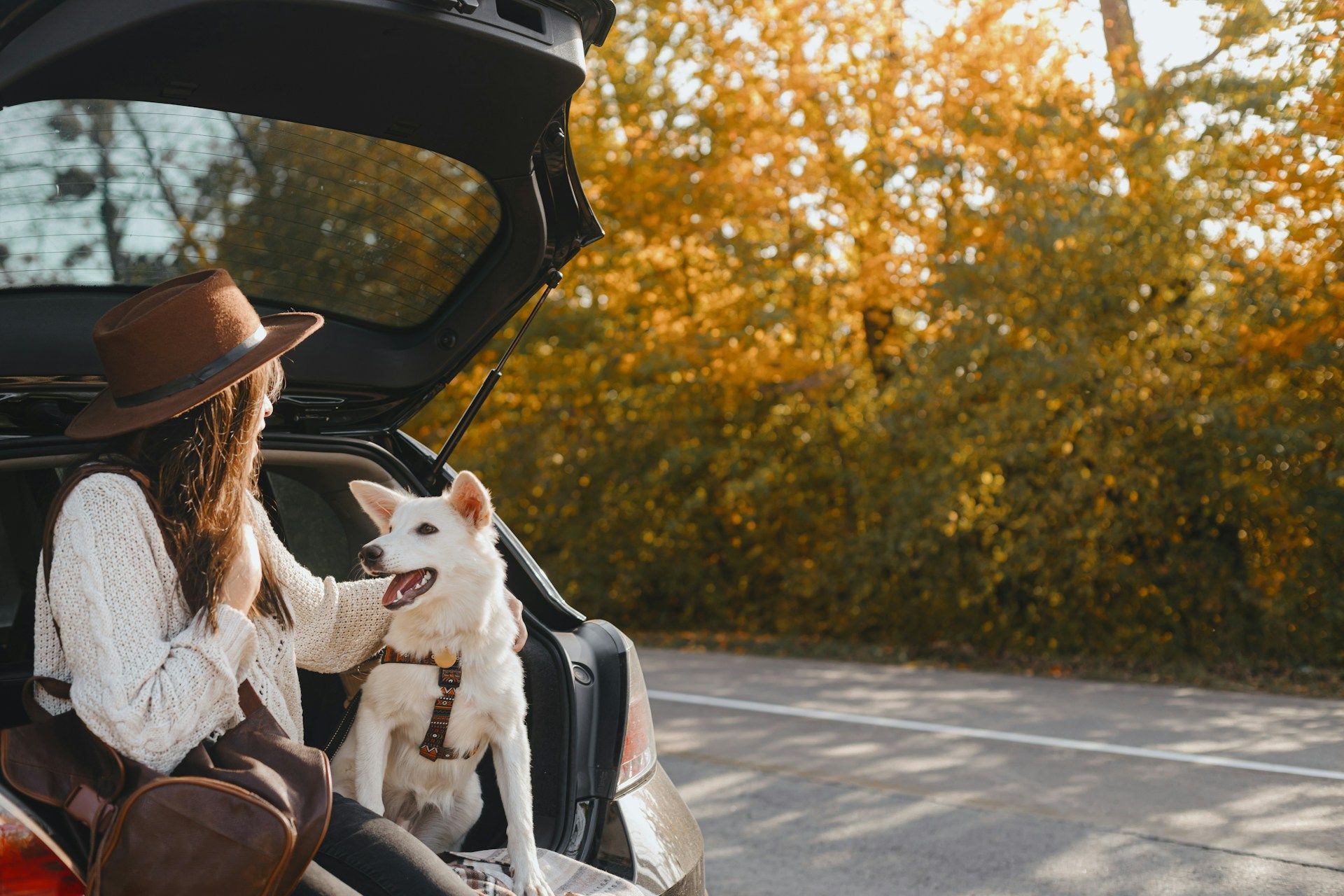 A person wearing a brown hat pets a white dog in the open trunk of a car parked by autumn trees.