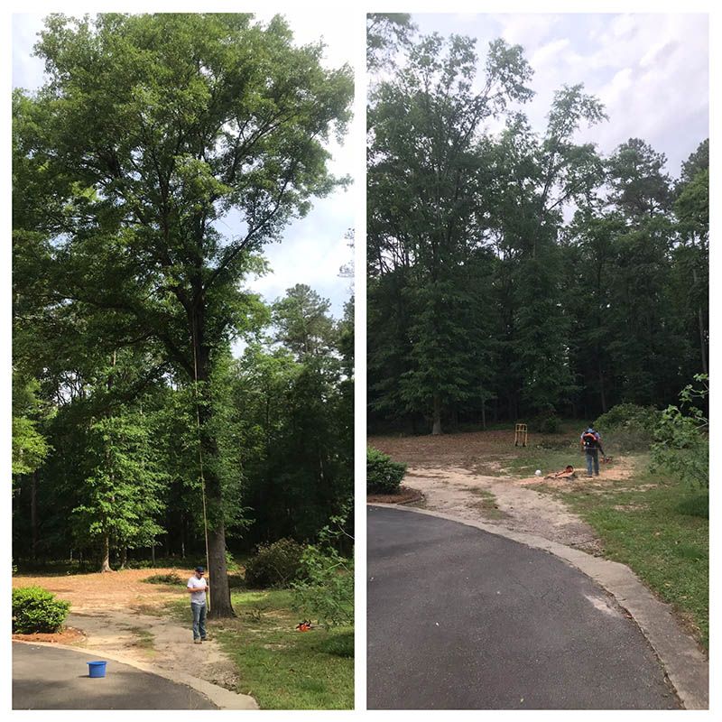 before & After tree services