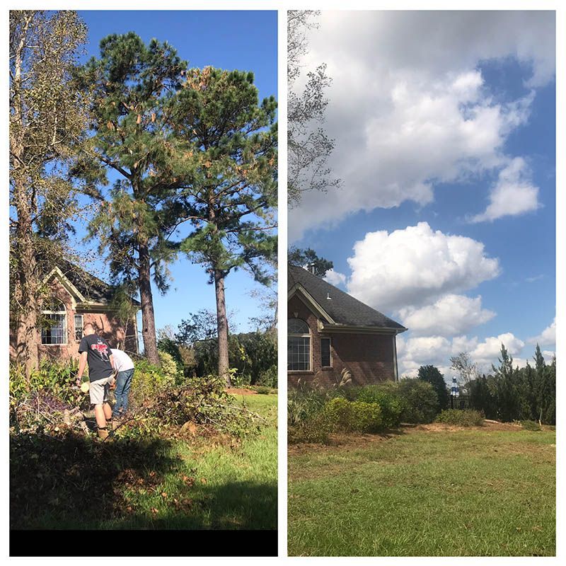 before & After tree services