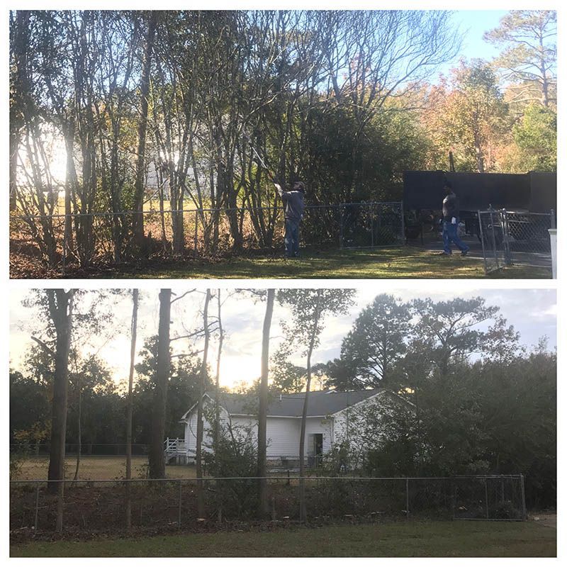 before & After tree services
