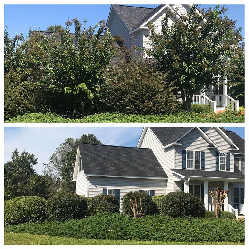 before & After tree services