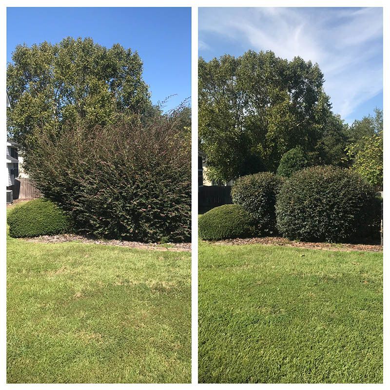 before & After tree services