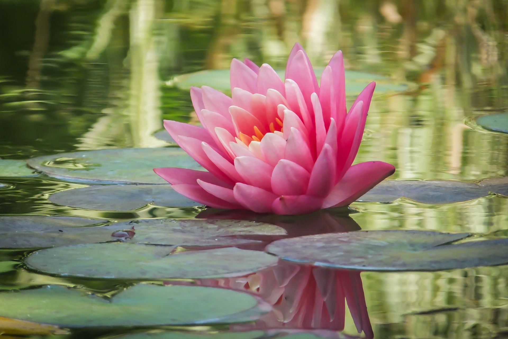 Pink water lily with yellow center, floating on lily pads in reflective water.