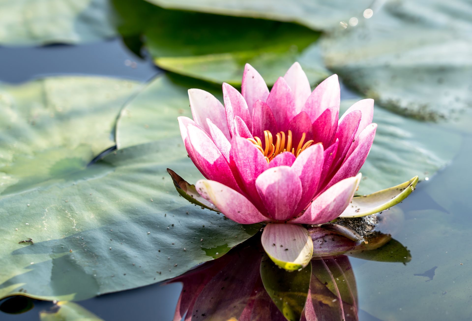 Pink water lily blooming on lily pads in water.