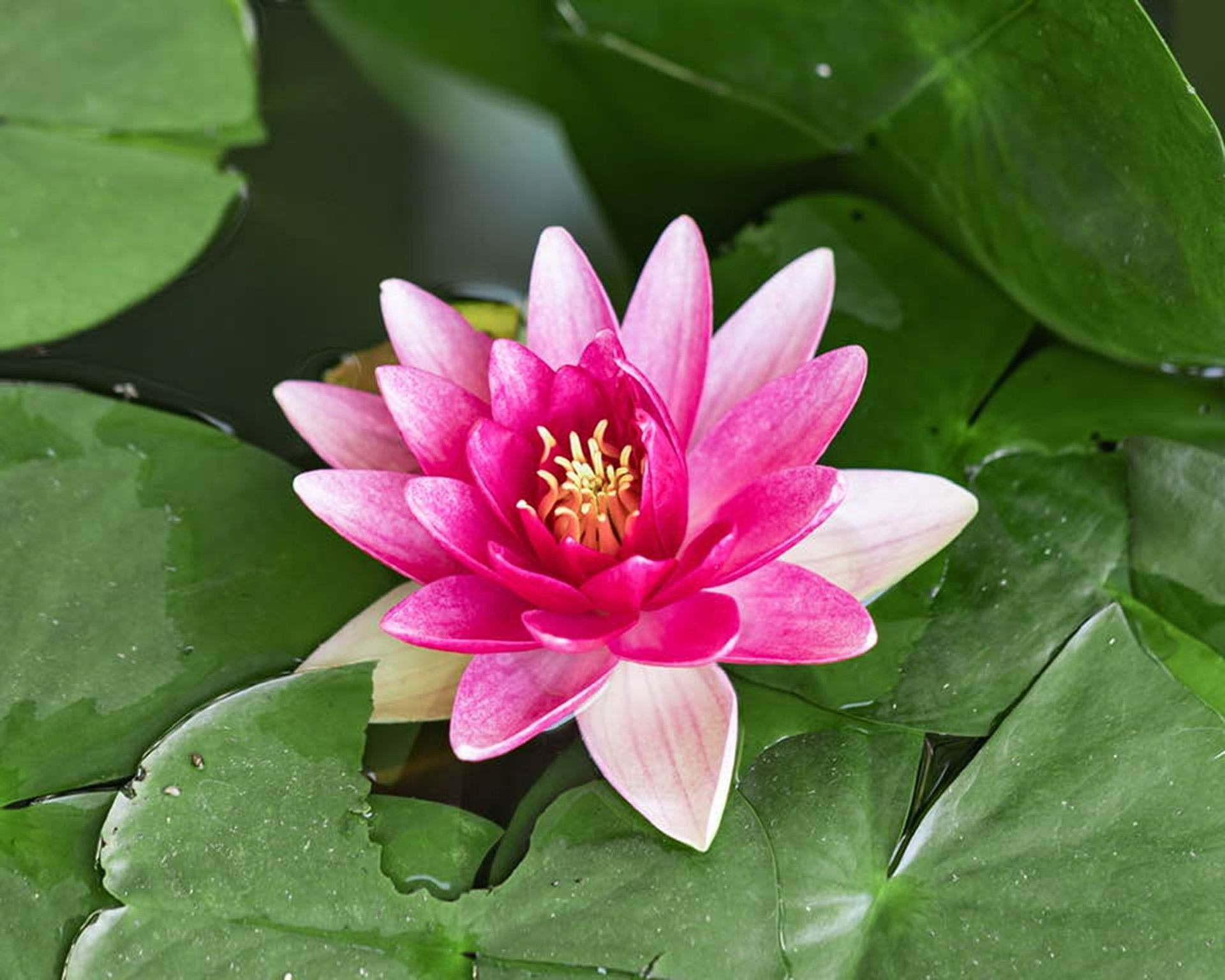 Pink water lily flower in bloom, surrounded by green lily pads, floating on water.