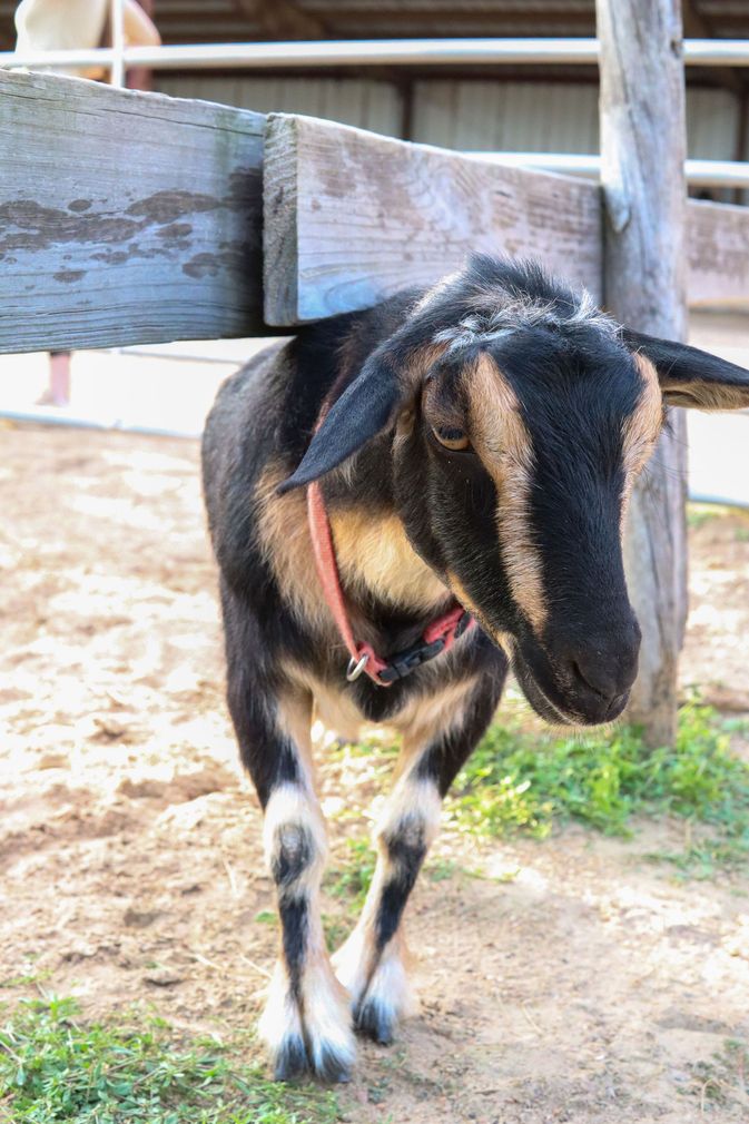 Goat
