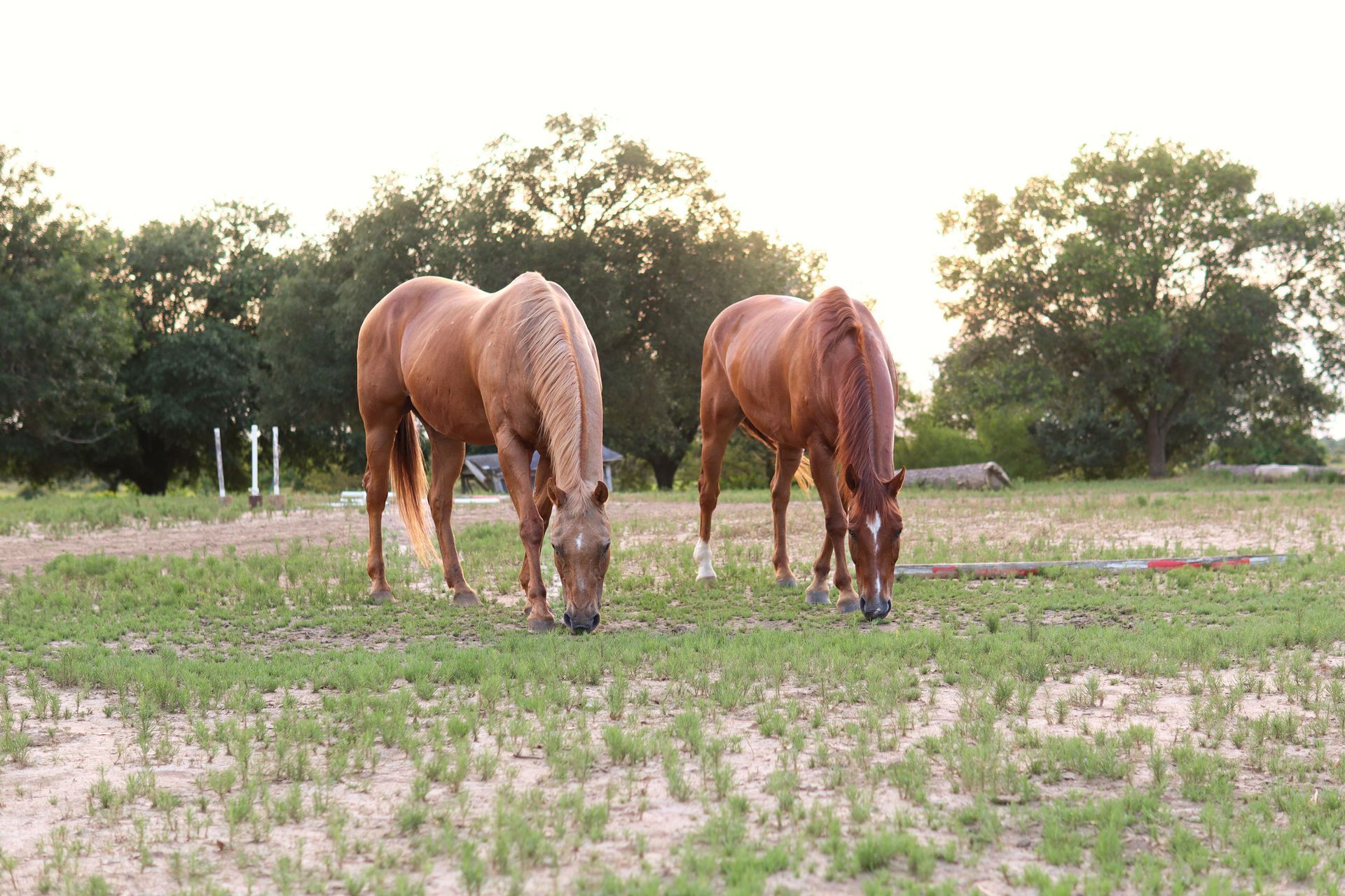 Christmas in the stable rustic board art