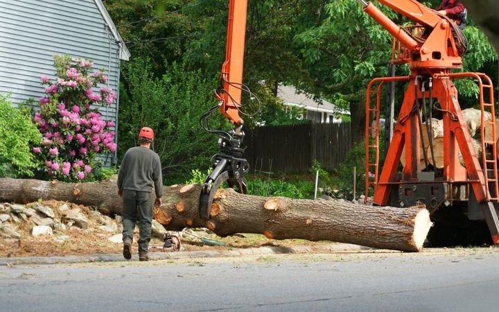 An image of emergency tree removal services in Winter Haven, FL