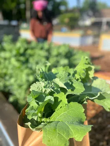 A person is holding a bag of green plants in a garden.