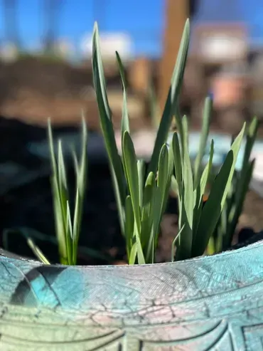 A close up of a plant growing out of a tire.