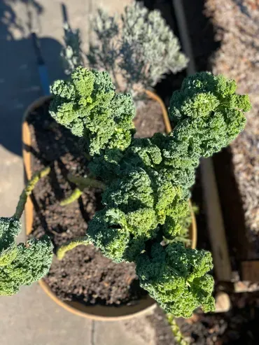 A close up of a kale plant in a pot.