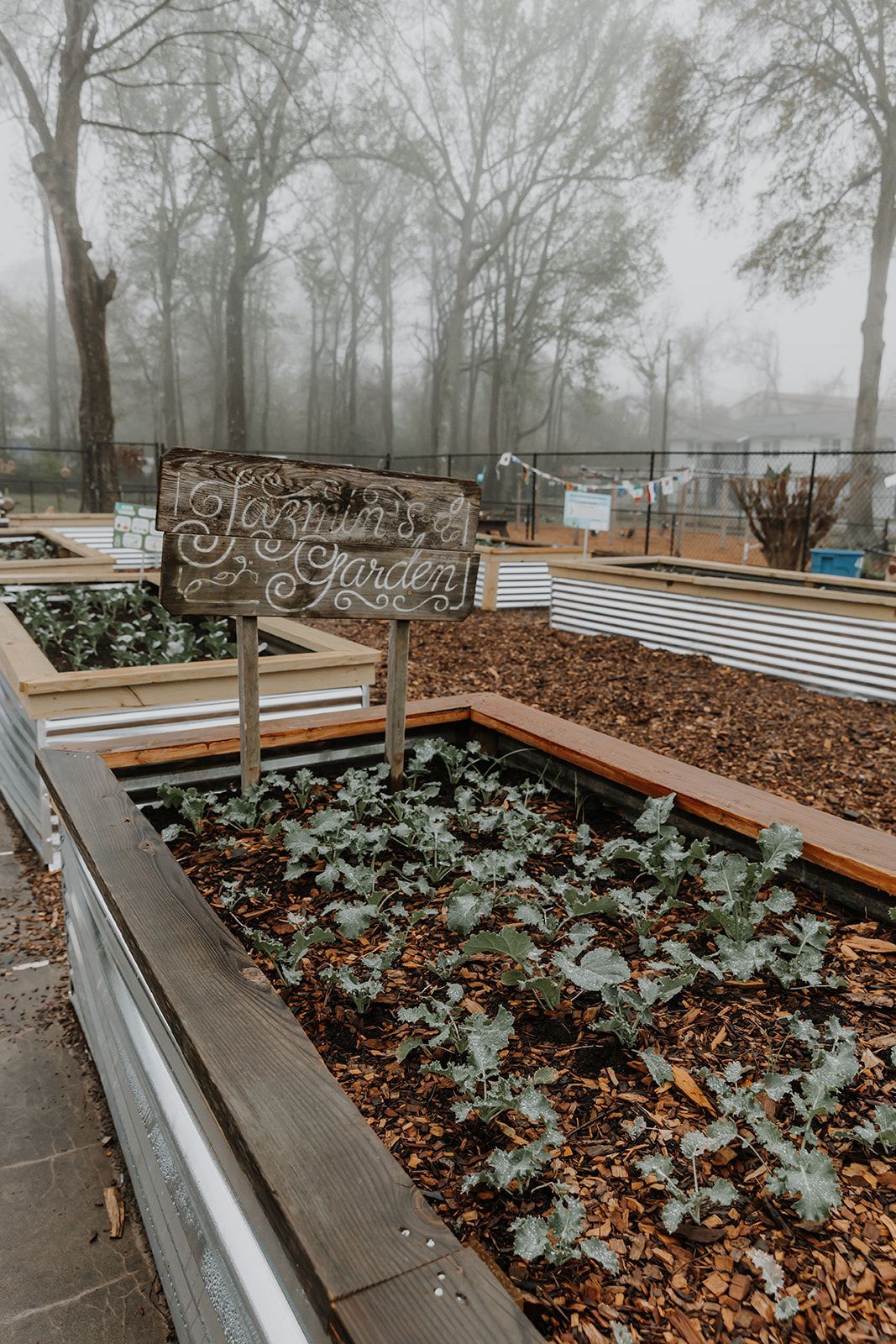 A garden with lots of plants growing in it on a foggy day.