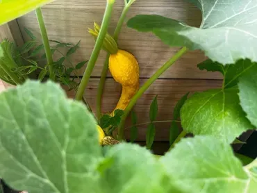 A close up of a yellow squash growing on a plant.