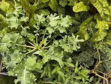 A bunch of green vegetables are growing in a garden.