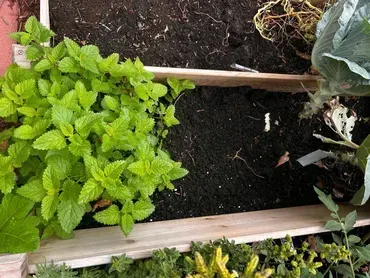 There are many different types of plants growing in the soil.