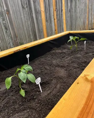 Three small plants are growing in a wooden raised garden bed.