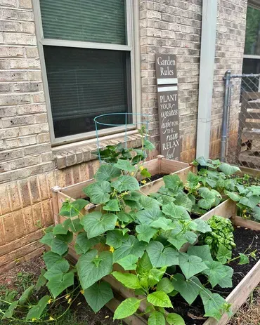 A garden with cucumbers growing in a raised bed in front of a brick building.