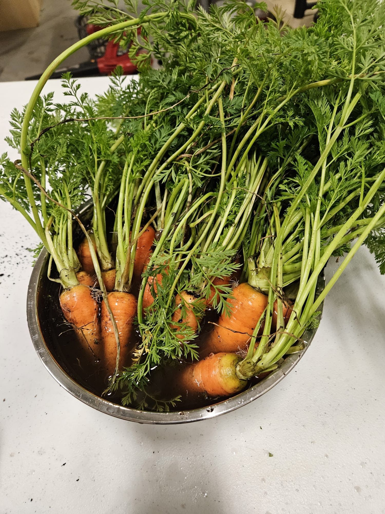 A bunch of carrots are sitting in a bowl on a table.