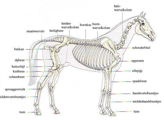 pariëtale systeem van een paard
