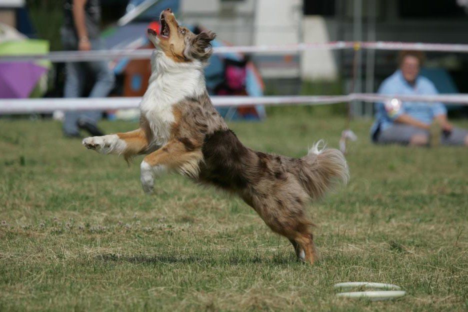 Actie frisbee honden