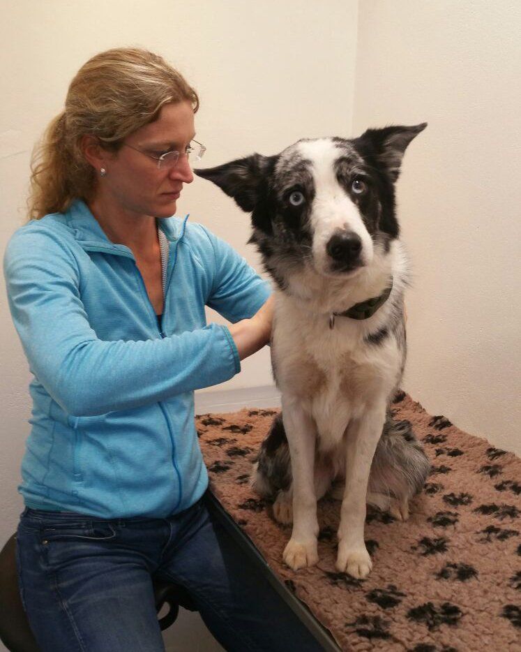 Osteopathische behandeling hond op de praktijk