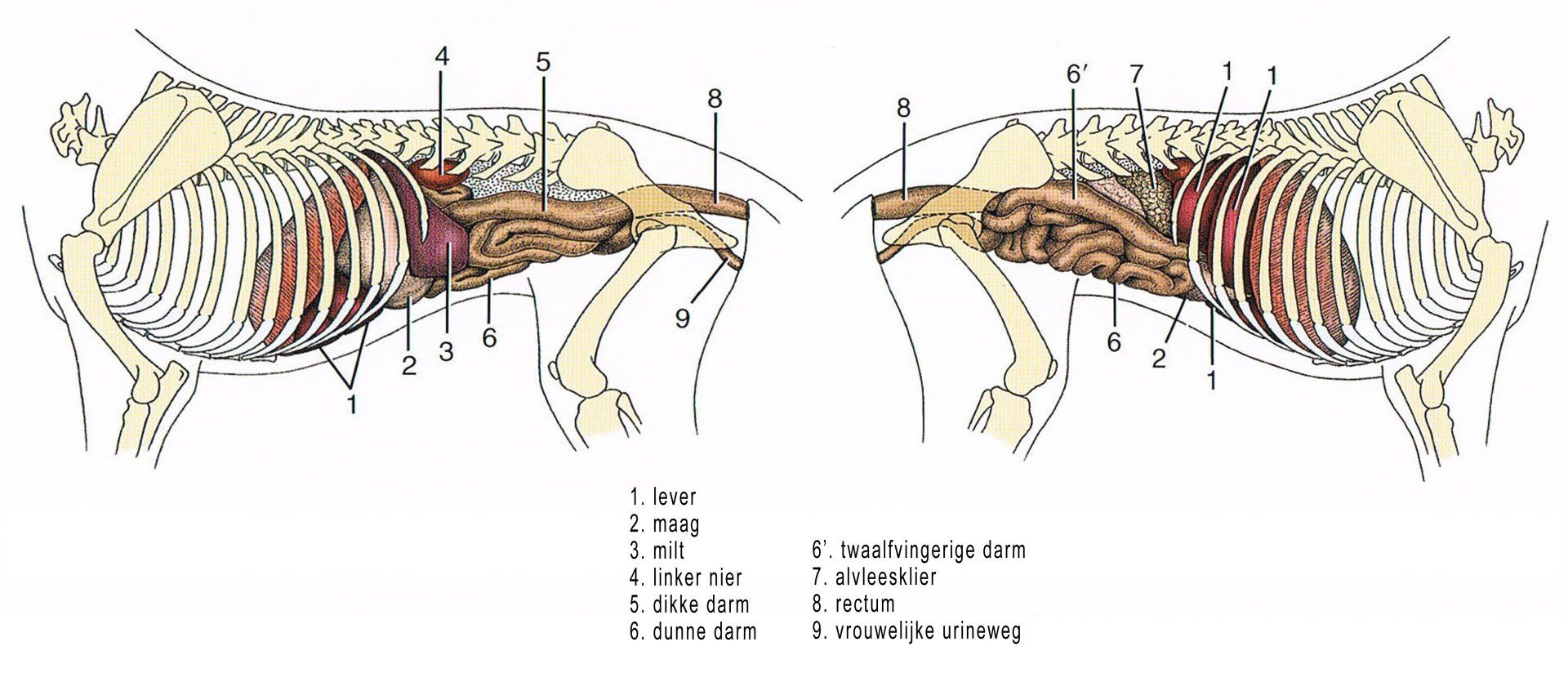 Het viscerale systeem van een hond