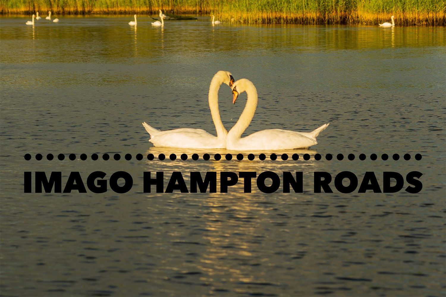 Two Swans are Making a Heart Shape